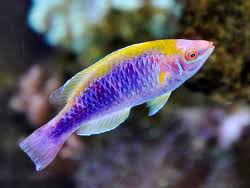The male has a bright yellow and red body with blue, brown, and white ornamentation. Cirrhilabrus Lubbocki Lubbocks Zwerglippfisch