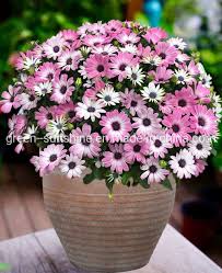 Whether you're searching for the perfect flower pot to showcase an orchid, planter boxes to decorate for the season or utilitarian clay pots to stock a planting table for spring starters, you can find all the options at lowe's. China Factory Directly Sale High Quality Cheap Price Large Waterproof Pp 12inch Stone Merit Plastic Flower Pot Plant Pot Garden Planter Eco Friendly Pots China Flower Pot And Plant Pot Price