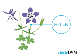Columbine Poisoning In Horses