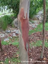 Image result for Trisetopsis milanjianum