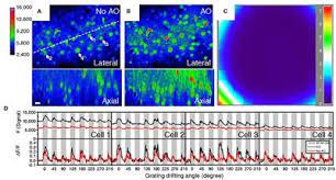 315 eur euro to mdl moldovan leu. Frontiers Improving The Way We See Adaptive Optics Based Optical Microscopy For Deep Tissue Imaging Physics