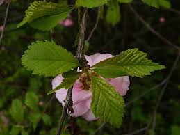 Image result for mandloň trojlaločná