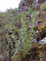 Image result for Clinopodium simense