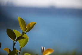 Image result for Avicennia marina