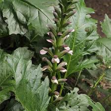 Image result for Acanthus mayaccanus