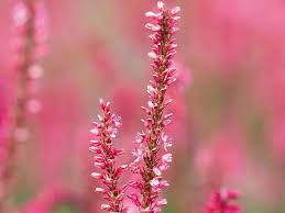 Image result for Persicaria glomerata