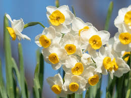 Fiori perenni gialli foto e nomi : 10 Piante Invernali Per Balcone O Terrazzo Guida Giardino