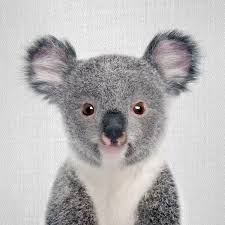 Adorable handmade dolls with name, birthday, personality and favorite quote. Baby Koala Art Print By Gal Design Icanvas
