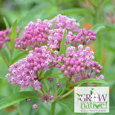 Image result for Asclepias albens