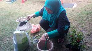Lihat ide lainnya tentang kebun, ide berkebun, tanaman. Aktiviti Menanam Pokok Tadika Taska Khalifahku Bestari Facebook