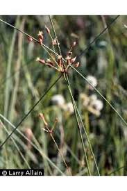 Image result for Fimbristylis miliacea