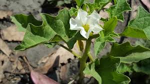 Image result for Datura ferox