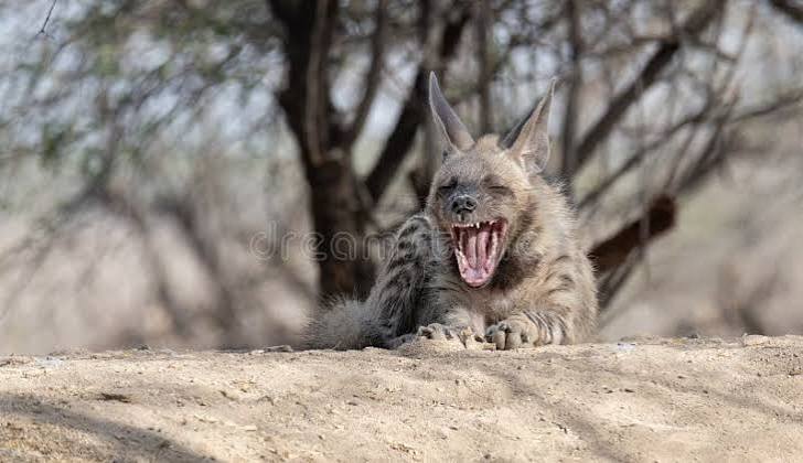 153 Indian Hyena Stock Photos - Free & Royalty-Free Stock Photos from Dreamstime