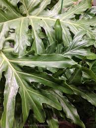 Philodendron Bipinnatifidum Selloum In 2020 Philodendron Plant Leaves Plants