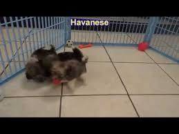 Maine havanese akc chocolate maine havanese puppies in gray maine. Havanese Puppies For Sale Near Me 07 2021