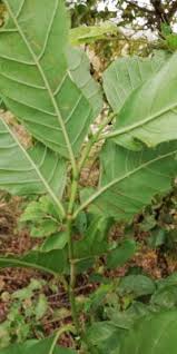 Image result for Morinda lucida