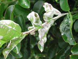 Pra multiplicar fungos, coloque a borra colorida numa garrafa pet (descarte todos os bolores brancos, pretos ou marrons, fique só com os amarelos, rosados, vermelhos e alaranjados), coloque metade da garrafa de açúcar orgânico e encha de água. Pragas E Doencas Bonsai Do Campo