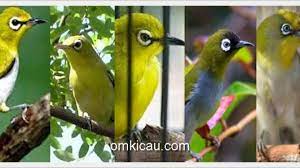 Maybe you would like to learn more about one of these? Aneka Suara Kicauan Sembilan Jenis Pleci Untuk Masteran Dan Memancing Bunyi Om Kicau
