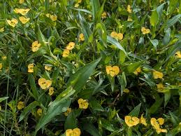 Image result for Clematis villosa