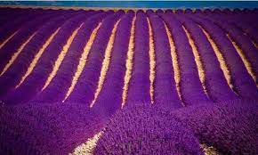 Lavandula Wikipedia The Free Encyclopedia Lavender Fields Lavender Is Lavender A Perennial