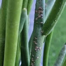 Image result for Euphorbia baylissii