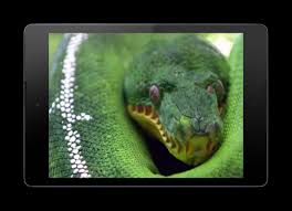 Snake Video Wallpaper For Android Apk Download