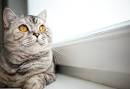 10 Cat Breeds That Are The Most Social & Will Enjoy Being ...