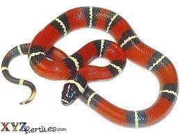 Nelson S Milk Snake For Sale In 2020 Milk Snake Snakes For Sale Baby Snakes