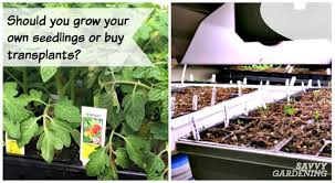 If you're interested to start your own, then you'd have to plant shrubs and trees as well. Seeds Vs Transplants Should You Start From Seed Or Buy Transplants