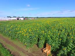 Sunflowers need at least 6 to 8 hours of sunshine a day to reach their full potential. Sunflower Fields And Mazes In Ontario For A Day Trip To Do Canada
