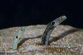 Reef aquarium setup for large reef tanks, nano reef tanks, pico reef or micro reef aquariums with reef tank lighting, filtration, choosing coral reef animals, and problem. Saltwater Eels Petguide Saltwater Tank Saltwater Aquarium Sea Animals