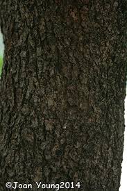 Image result for Spirostachys