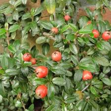 Shiny cotoneaster * cotoneaster lucidus schltdl. Cotoneaster Dammeri Teppich Zwergmispel Strauch Pflanzen Kaufen Online Matelma Com