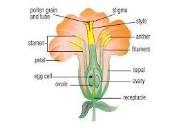 Bunga adalah organ pada tumbuhan yang mempunyai kegunaan sebagai tempat berlangsungnya perkembangbiakan generatif melalui proses pembuahan. Kedudukan Bagian Bagian Bunga Ppt Download