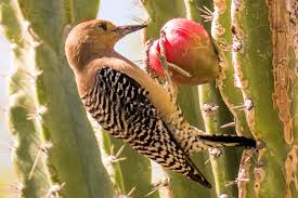 Is cactus good for cancer? Frugivorous Definition Frugivore