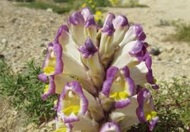 Image result for Cistanche tinctoria