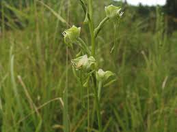 Image result for Habenaria epipactidea