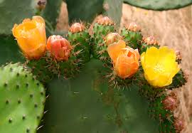 Image result for Opuntia monacantha