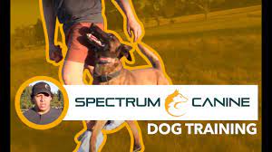 Maybe you would like to learn more about one of these? Bay Area Dog Training By Spectrum Canine Board And Train Obedience Puppy Training