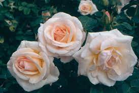 Teacher at floribunda rose flower school. Pretty Lady Roses Uk