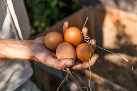 But if you don't have chickens or ducks of your own, where can you get fertile eggs? 39 Royalty Free Images And Stock Photos For Organic Egg Westend61 Gmbh