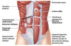 Picture Muscles Of The Abdominal Wall Abdominal Muscles Anatomy Abdominal Muscles Muscle Anatomy