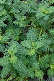 Image result for Aeschynomene fluitans