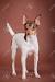 Teacup Toy Fox Terrier