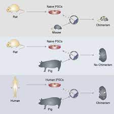 Finally, animal cell lines, and mouse embryonic stem cells in particular, are easier to purchase, study and experiment with. Interspecies Chimerism With Mammalian Pluripotent Stem Cells Cell
