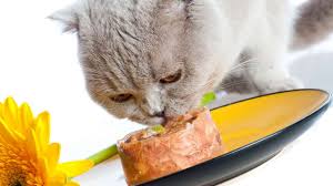 Check spelling or type a new query. Jangan Beri Makan Kucing Nasi Jika Tak Mau Begini