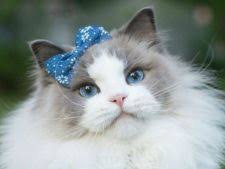 Faceți cunoștință cu smoothie, este cea mai fotogenică pisică din lume! Cea Mai Frumoasa Pisica