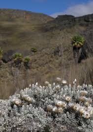 Image result for Helichrysum cephaloideum