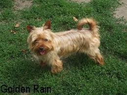 Artistically bred golddust yorkshire terrier heaven sent. Genomia Yorkshire Terrier
