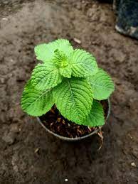 Maybe you would like to learn more about one of these? Bibit Daun Cincau Hitam Tanaman Cingcau Hitam Janggelan Lazada Indonesia